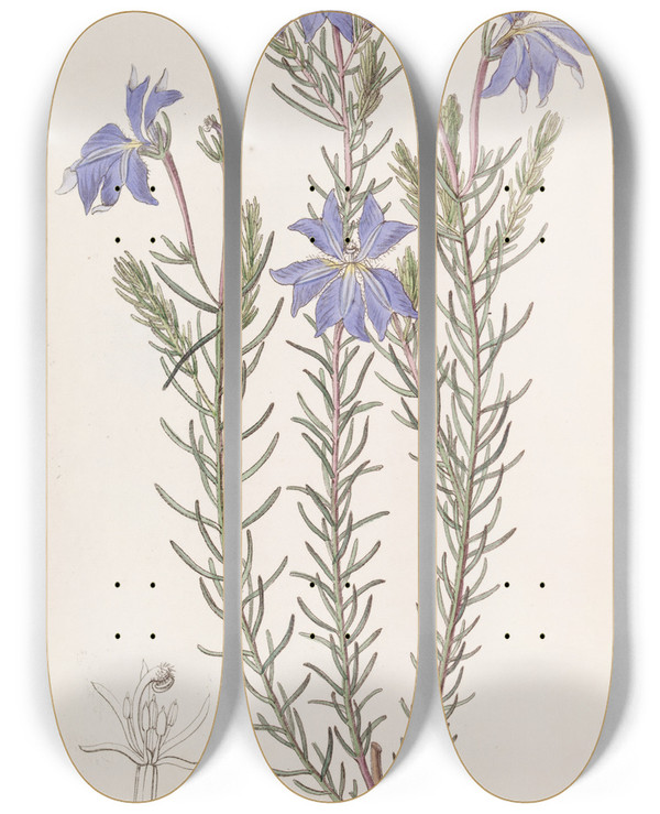 Triptych art skateboard deck of Sydenham Edwards Large Blue Leschenaultia by Sydenham Edwards (1768-1819)