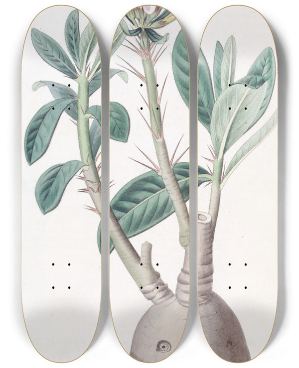 Triptych art skateboard deck of Sydenham Edwards Tuberous Pachypodium by Sydenham Edwards (1768-1819)