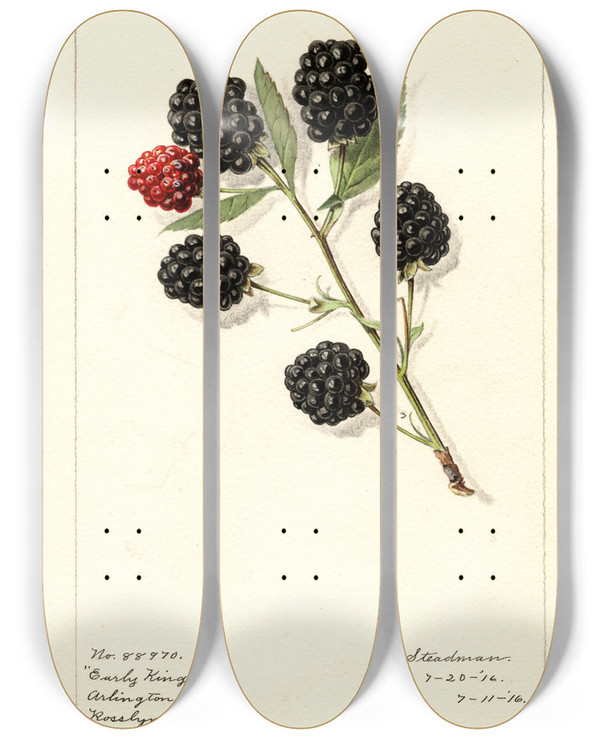 Triptych art skateboard deck of Royal Charles Steadman Rubus Early King by Royal Charles Steadman (1875-1964)
