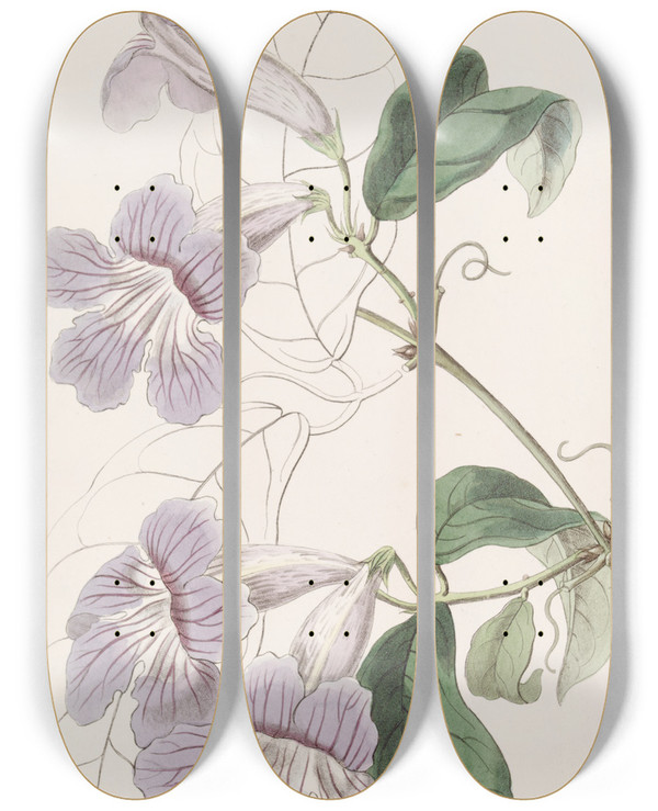 Triptych art skateboard deck of Sydenham Edwards Painted Bignonia by Sydenham Edwards (1768-1819)