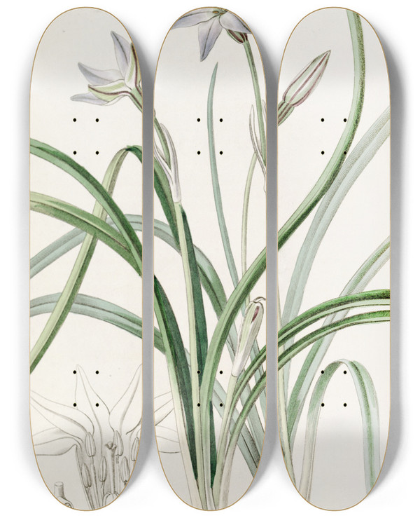Triptych art skateboard deck of Sydenham Edwards Oneflowered Tritelia by Sydenham Edwards (1768-1819)