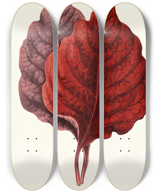 Triptych art skateboard deck of Edward Joseph Lowe Amarantus Melancholicus by Edward Joseph Lowe (1825-1900)