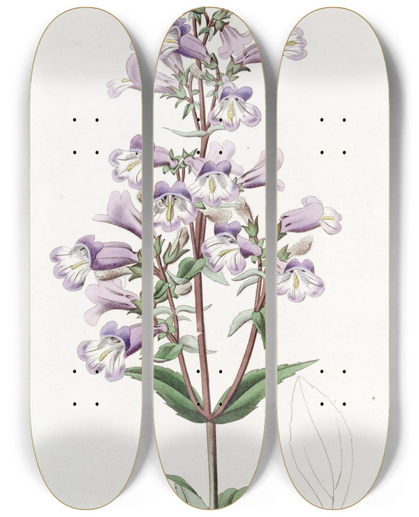 Triptych art skateboard deck of Sydenham Edwards Glaucous Pentstemon by Sydenham Edwards (1768-1819)