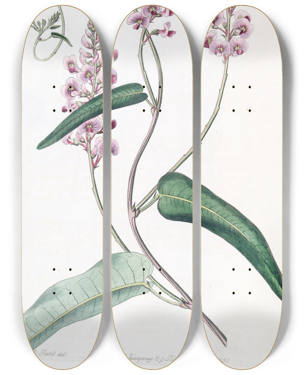 Triptych art skateboard deck of Sydenham Edwards Longracemed Variety Of The Oneleaved Kennedya by Sydenham Edwards (1768-1819)