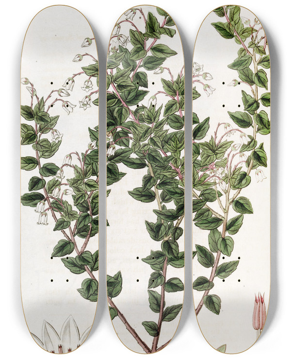 Triptych art skateboard deck of Sydenham Edwards Pointedleaved Pernettia by Sydenham Edwards (1768-1819)