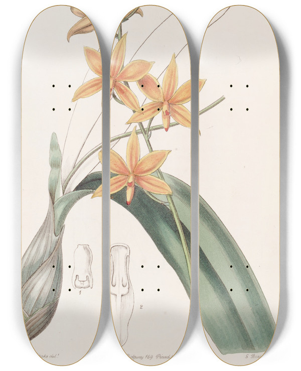 Triptych art skateboard deck of Sydenham Edwards Yolkofegg Epidendrum by Sydenham Edwards (1768-1819)
