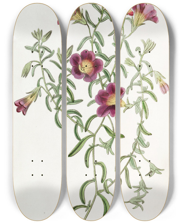Triptych art skateboard deck of Sydenham Edwards Intermediate Petunia by Sydenham Edwards (1768-1819)