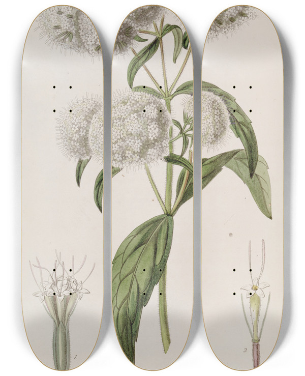 Triptych art skateboard deck of Sydenham Edwards Closeheaded Stevia by Sydenham Edwards (1768-1819)