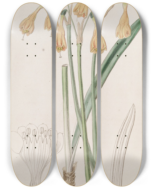 Triptych art skateboard deck of Sydenham Edwards Mr Hartwegs Stenomesson by Sydenham Edwards (1768-1819)