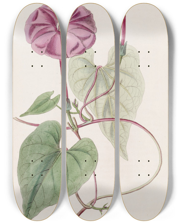 Triptych art skateboard deck of Sydenham Edwards The True Jalap Plant by Sydenham Edwards (1768-1819)