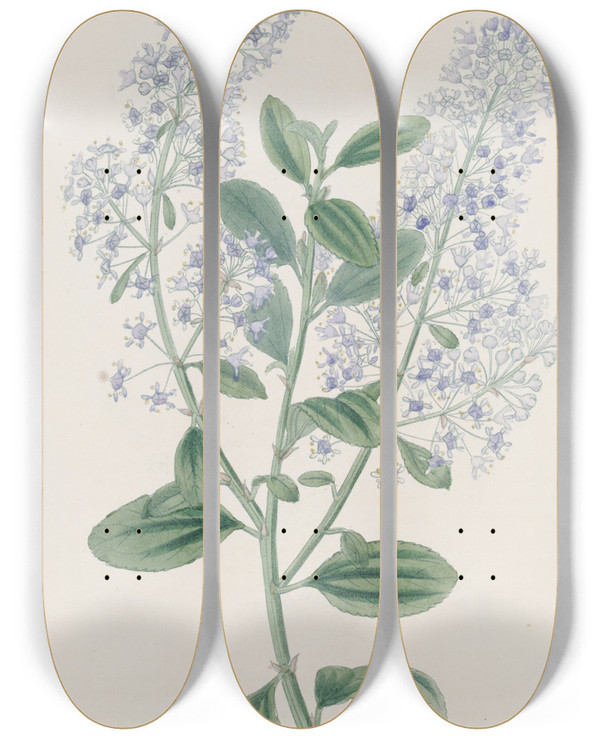 Triptych art skateboard deck of Sydenham Edwards Thyrsebearing Ceanothus by Sydenham Edwards (1768-1819)