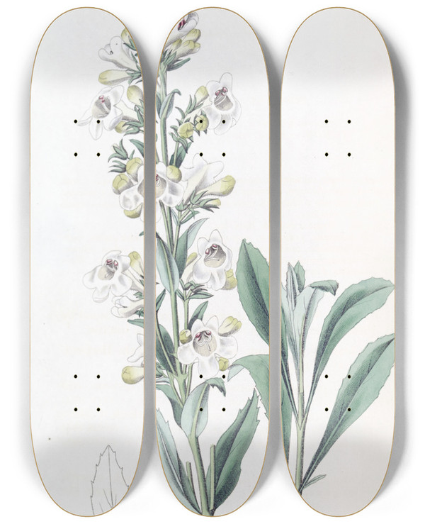 Triptych art skateboard deck of Sydenham Edwards Parched Pentstemon by Sydenham Edwards (1768-1819)