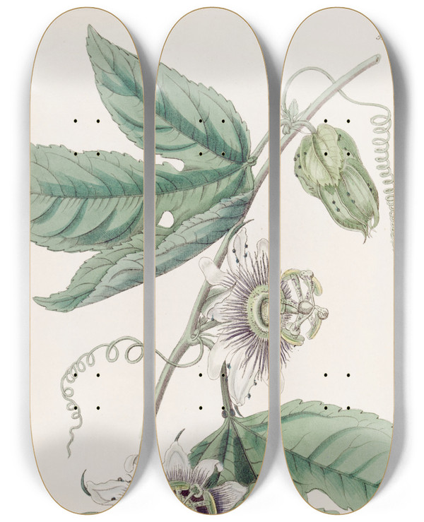 Triptych art skateboard deck of Sydenham Edwards Warted Passionflower by Sydenham Edwards (1768-1819)