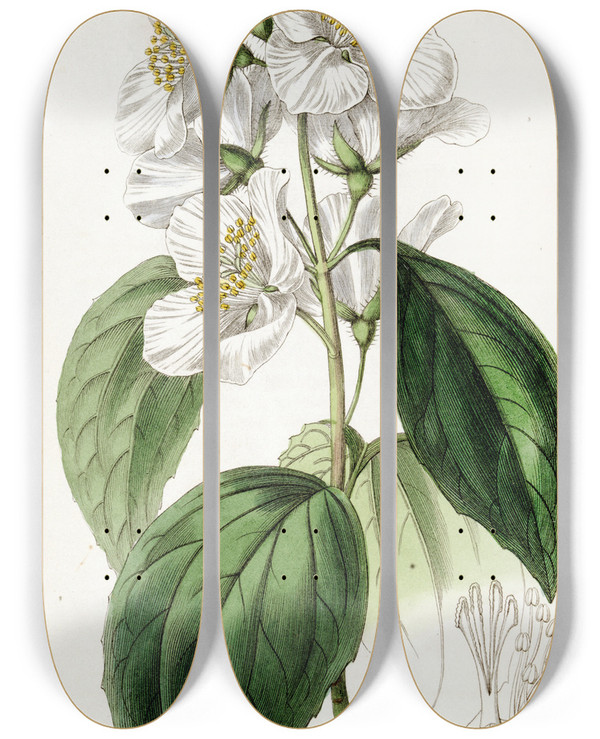 Triptych art skateboard deck of Sydenham Edwards Showy Syringa by Sydenham Edwards (1768-1819)