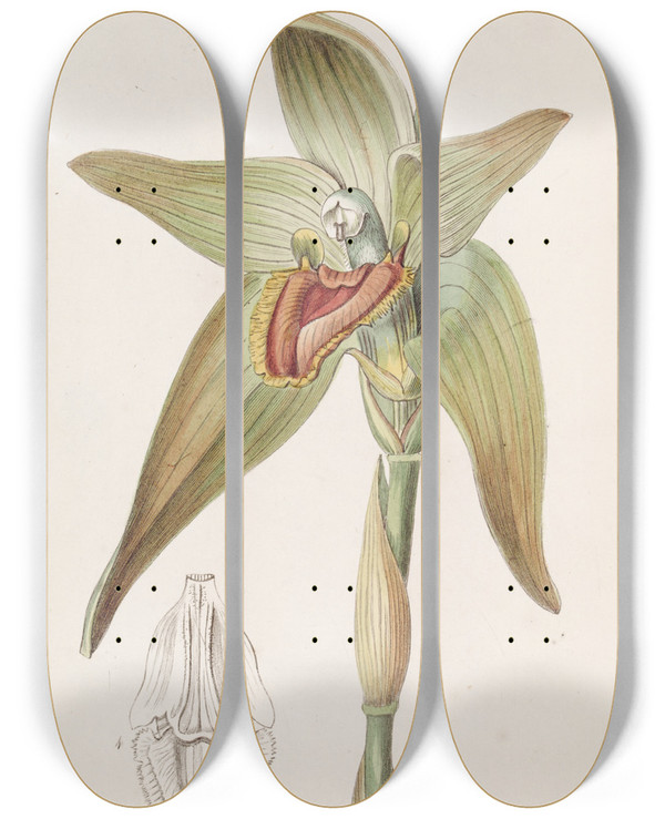 Triptych art skateboard deck of Sydenham Edwards Largeflowered Lycaste by Sydenham Edwards (1768-1819)