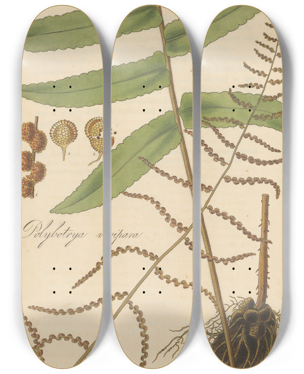 Triptych art skateboard deck of William Jackson Hooker Polybotrya Vivipara by William Jackson Hooker (1785-1865)