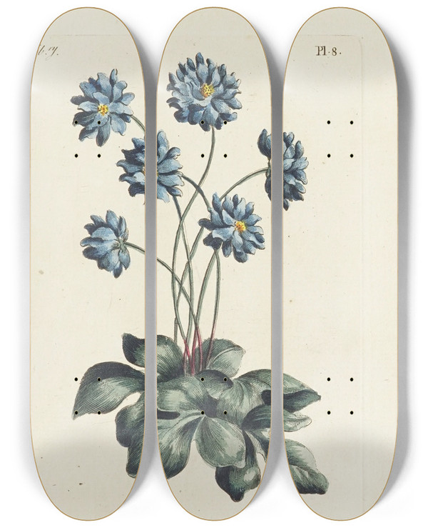 Triptych art skateboard deck of Carington Bowles Double Hepatica by Carington Bowles (1724-1793)