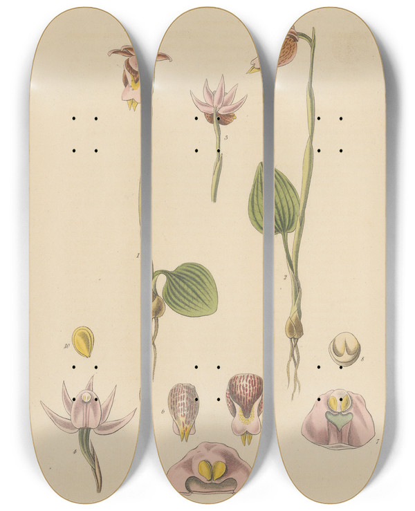 Triptych art skateboard deck of William Jackson Hooker Calypso Borealis by William Jackson Hooker (1785-1865)