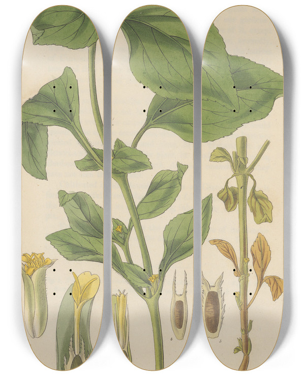 Triptych art skateboard deck of William Jackson Hooker Synedrella Nodiflora by William Jackson Hooker (1785-1865)