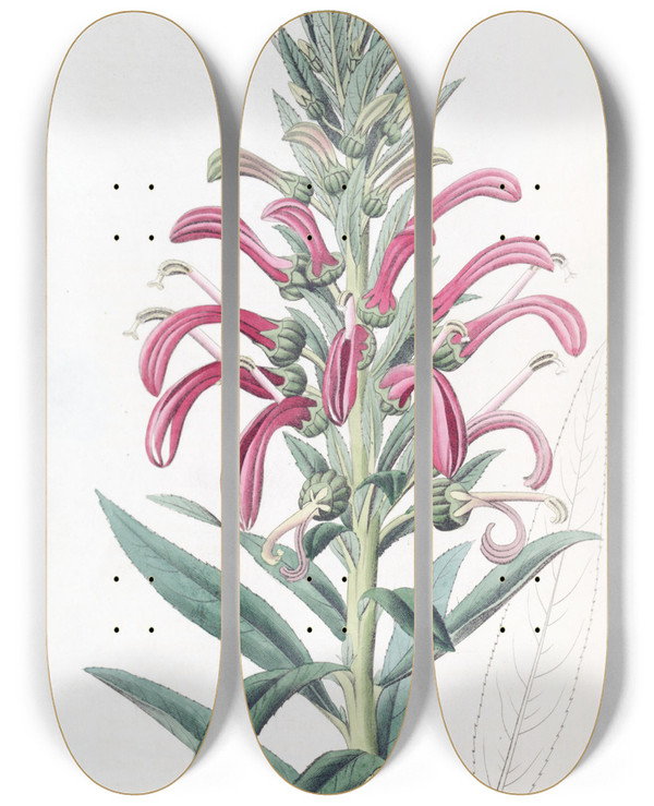 Triptych art skateboard deck of Sydenham Edwards Purple Lobelia by Sydenham Edwards (1768-1819)