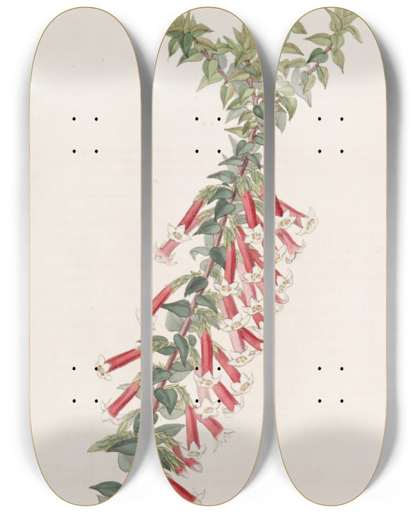 Triptych art skateboard deck of Sydenham Edwards Vermilion Epacris by Sydenham Edwards (1768-1819)