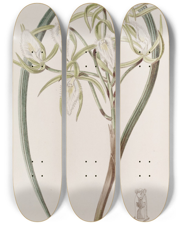 Triptych art skateboard deck of Sydenham Edwards Dr Von Martius Brasavola by Sydenham Edwards (1768-1819)
