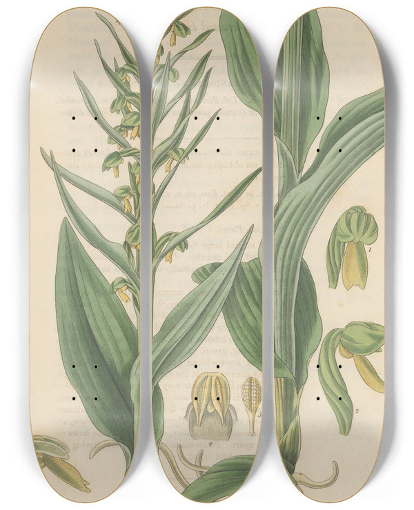 Triptych art skateboard deck of William Jackson Hooker Habenaria Bracteata by William Jackson Hooker (1785-1865)
