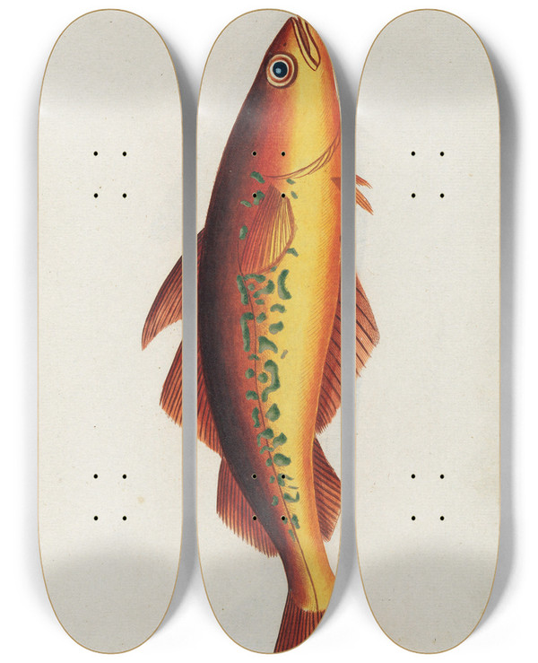 Triptych art skateboard deck of Peder Ascanius Icones Rerum Naturalium Ou Figures Enlumines Dhistoire Naturelle Du Nord Pl22 by Peder Ascanius (1723-1803)