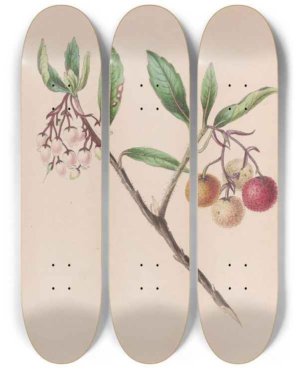 Triptych art skateboard deck of John Stevens Henslow Yew by John Stevens Henslow (1796-1861)