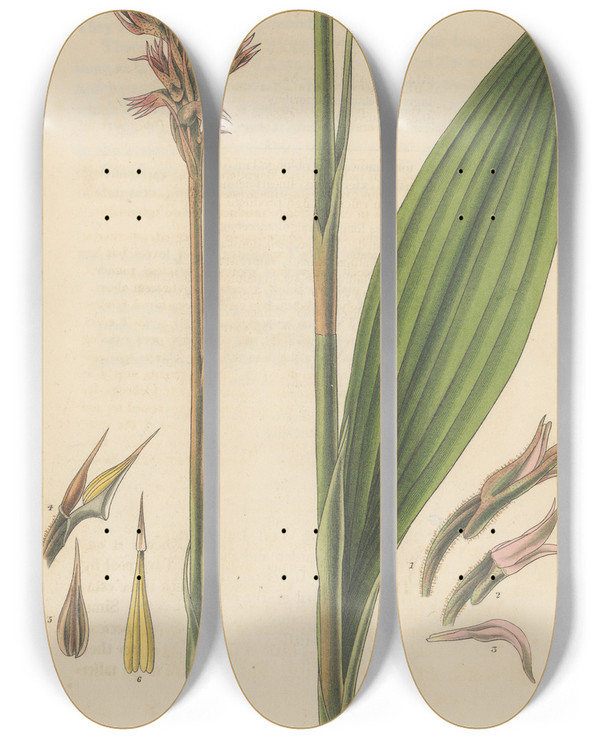 Triptych art skateboard deck of William Jackson Hooker Neottia Plantaginea by William Jackson Hooker (1785-1865)