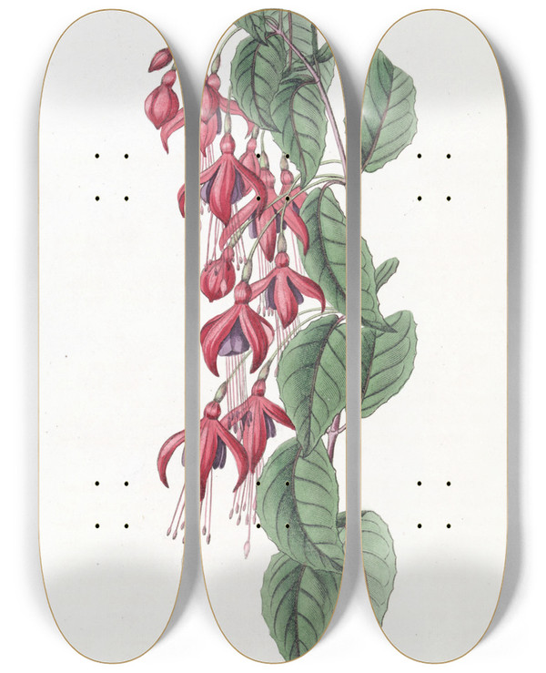 Triptych art skateboard deck of Sydenham Edwards Balloonflowered Fuchsia by Sydenham Edwards (1768-1819)