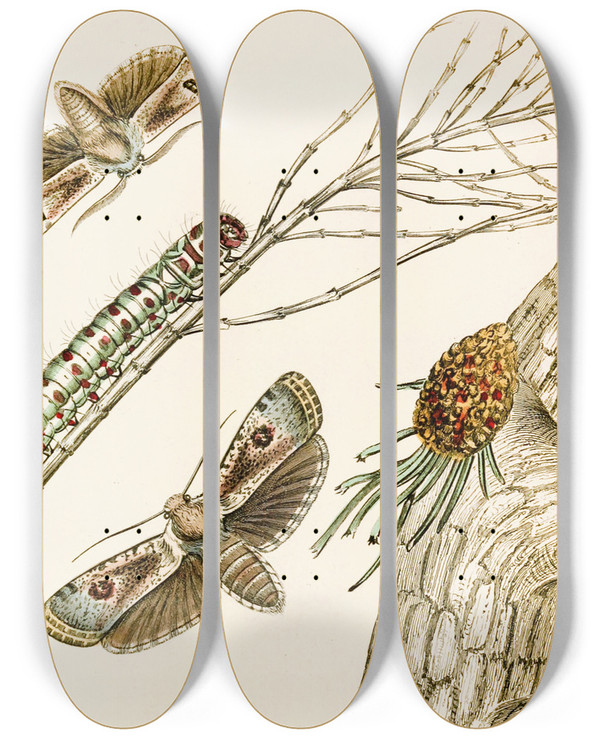 Triptych art skateboard deck of James Duncan Cryptophasa Irrorata by James Duncan (1806-1881)