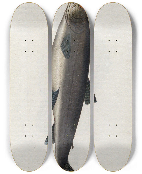 Triptych art skateboard deck of Peder Ascanius Icones Rerum Naturalium Ou Figures Enlumines Dhistoire Naturelle Du Nord Pl33 by Peder Ascanius (1723-1803)