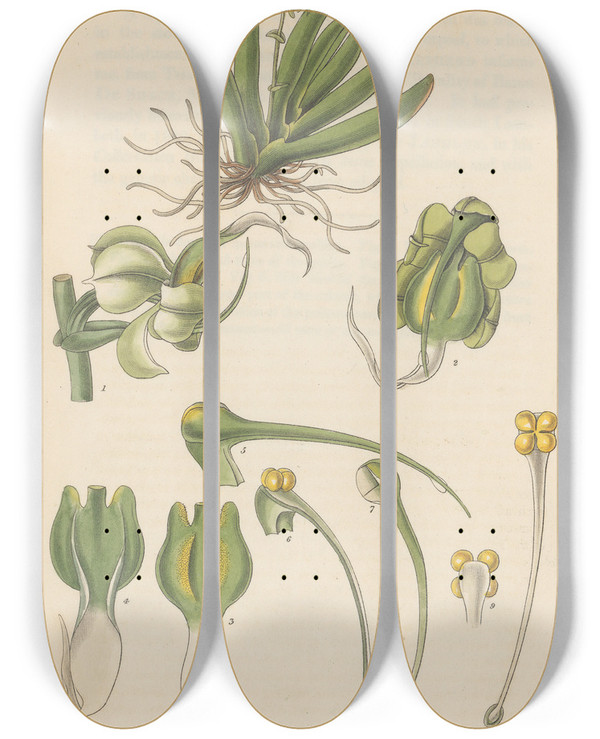 Triptych art skateboard deck of William Jackson Hooker Ornithocephalus Gladiatus by William Jackson Hooker (1785-1865)