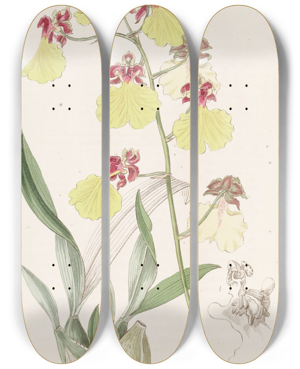 Triptych art skateboard deck of Sydenham Edwards Spotwinged Oncidium by Sydenham Edwards (1768-1819)