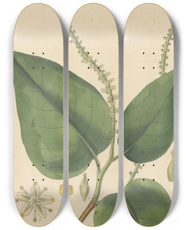 Triptych art skateboard deck of William Jackson Hooker Coccoloba Diversifolia by William Jackson Hooker (1785-1865)