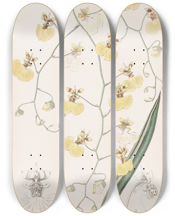 Triptych art skateboard deck of Sydenham Edwards Tailleaved Oncidium by Sydenham Edwards (1768-1819)