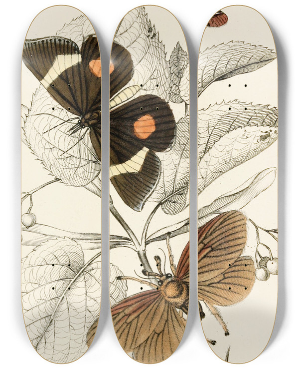 Triptych art skateboard deck of James Duncan Epidesmia Tricolor Scopelodes Unicolor Tortrix Crameriana by James Duncan (1806-1881)