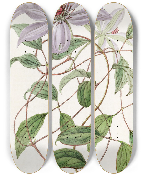 Triptych art skateboard deck of Sydenham Edwards Violet Clematis by Sydenham Edwards (1768-1819)