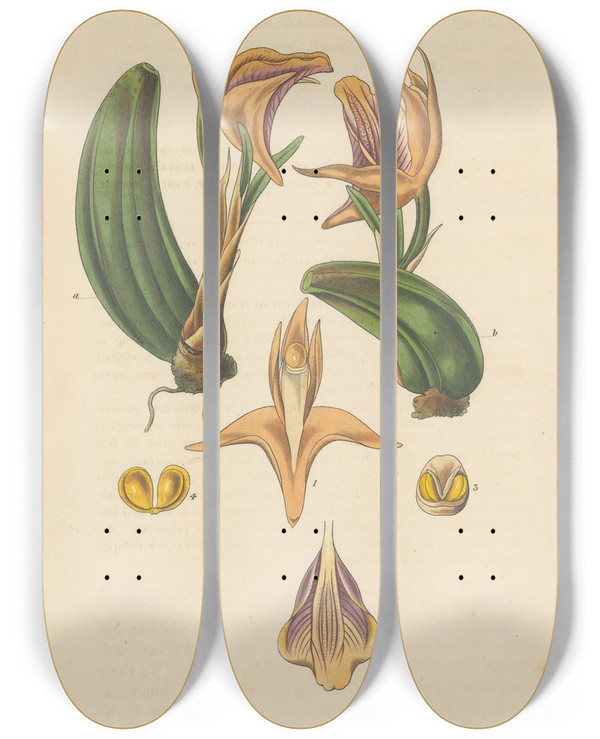 Triptych art skateboard deck of William Jackson Hooker Maxillaria Parvula by William Jackson Hooker (1785-1865)
