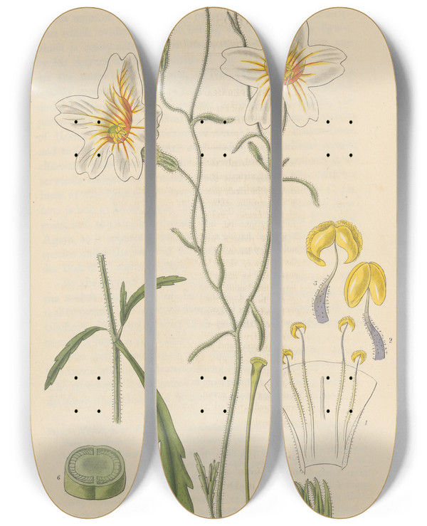 Triptych art skateboard deck of William Jackson Hooker Salpiglossis Straminea by William Jackson Hooker (1785-1865)