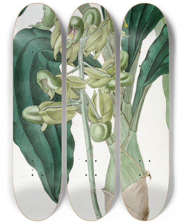 Triptych art skateboard deck of Sydenham Edwards Halfopen Catasetum by Sydenham Edwards (1768-1819)