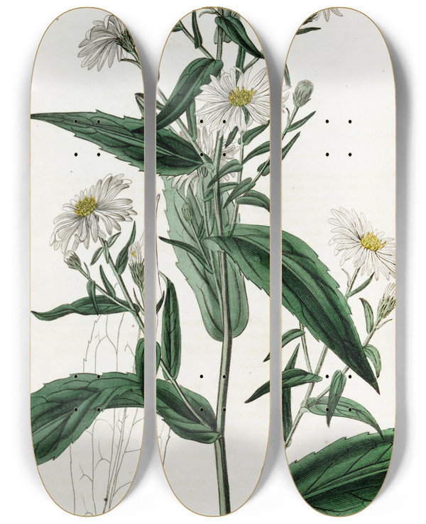 Triptych art skateboard deck of Sydenham Edwards Purewhite Lofty Aster by Sydenham Edwards (1768-1819)