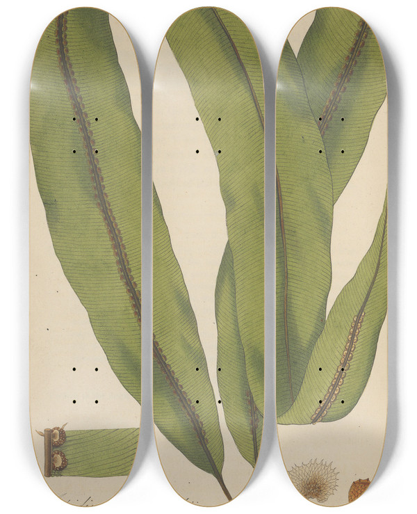 Triptych art skateboard deck of William Jackson Hooker Aspidium Wallichii by William Jackson Hooker (1785-1865)