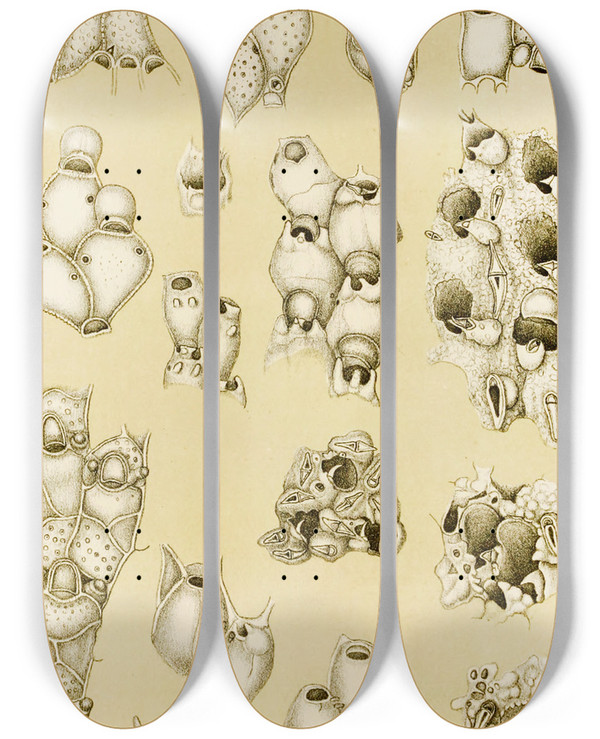 Triptych art skateboard deck of Frederick Mccoy Polyzoa Xvii by Frederick Mccoy (1817-1899)