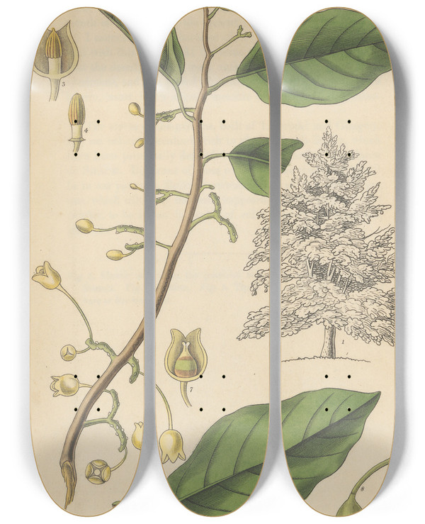 Triptych art skateboard deck of William Jackson Hooker Myristica Officinalis by William Jackson Hooker (1785-1865)