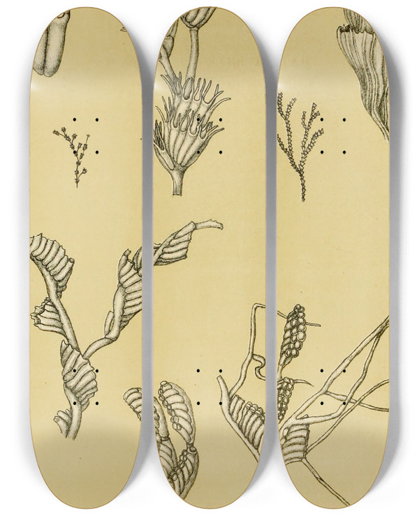 Triptych art skateboard deck of Frederick Mccoy Polyzoa Xii by Frederick Mccoy (1817-1899)
