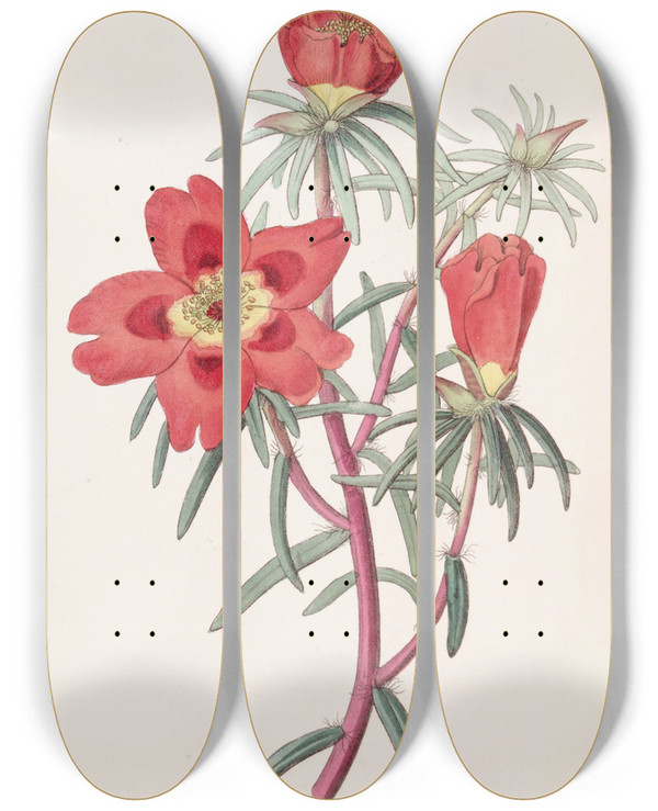 Triptych art skateboard deck of Sydenham Edwards Mr Thellusons Purslane by Sydenham Edwards (1768-1819)