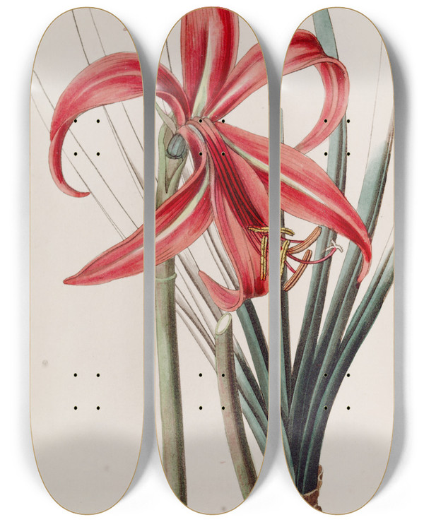 Triptych art skateboard deck of Sydenham Edwards Glaucous Jacobean Lily by Sydenham Edwards (1768-1819)