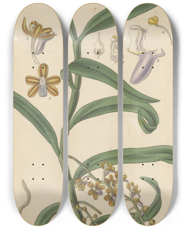 Triptych art skateboard deck of William Jackson Hooker Vanda Recurva by William Jackson Hooker (1785-1865)